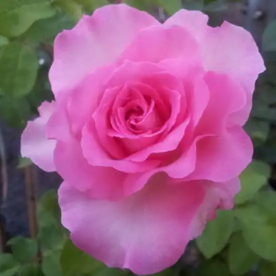 Roz - Trandafiri - Beverly® - 